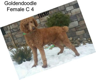 Goldendoodle Female C 4