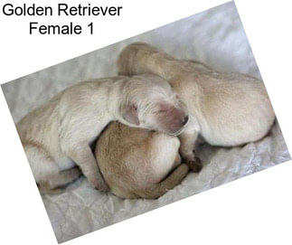 Golden Retriever Female 1