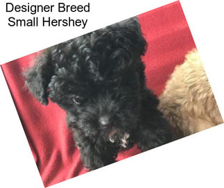 Designer Breed Small Hershey