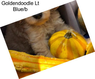 Goldendoodle Lt Blue/b