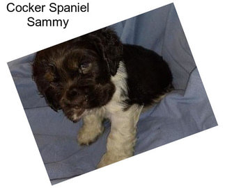 Cocker Spaniel Sammy