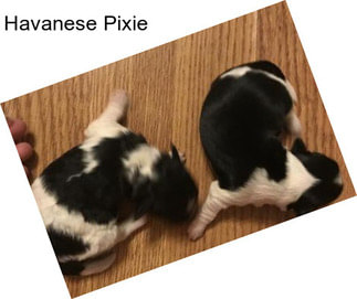 Havanese Pixie