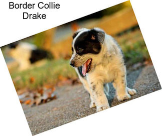 Border Collie Drake