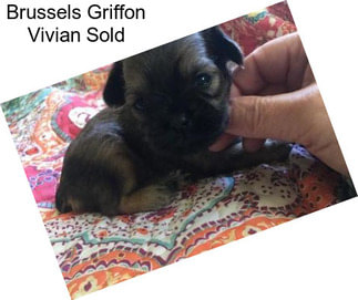 Brussels Griffon Vivian Sold