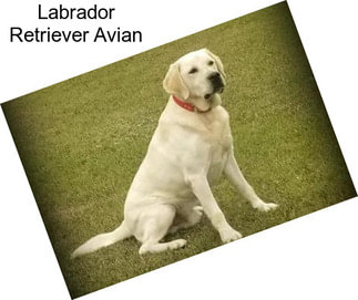 Labrador Retriever Avian