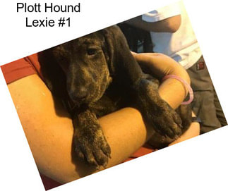 Plott Hound Lexie #1