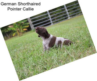 German Shorthaired Pointer Callie