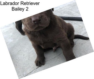 Labrador Retriever Bailey 2