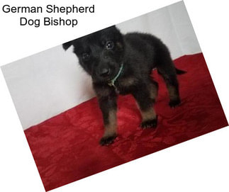 German Shepherd Dog Bishop