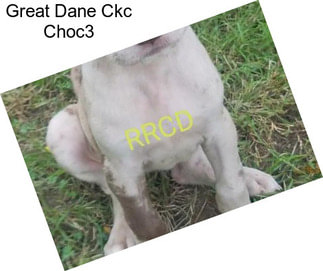 Great Dane Ckc Choc3