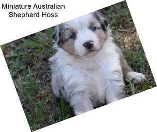 Miniature Australian Shepherd Hoss