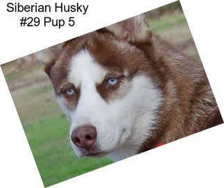 Siberian Husky #29 Pup 5