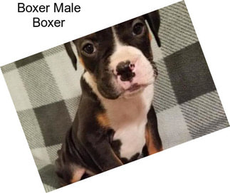 Boxer Male Boxer