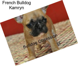 French Bulldog Kamryn