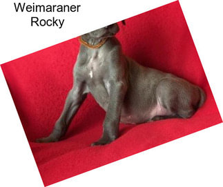 Weimaraner Rocky