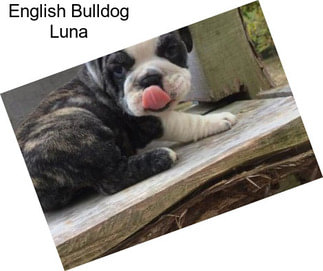 English Bulldog Luna