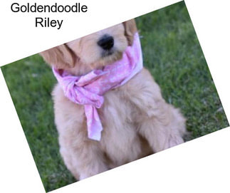 Goldendoodle Riley