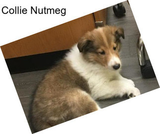 Collie Nutmeg