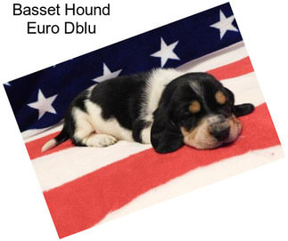 Basset Hound Euro Dblu