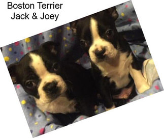 Boston Terrier Jack & Joey