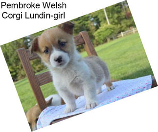 Pembroke Welsh Corgi Lundin-girl