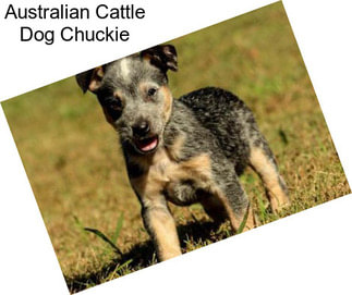 Australian Cattle Dog Chuckie