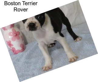 Boston Terrier Rover