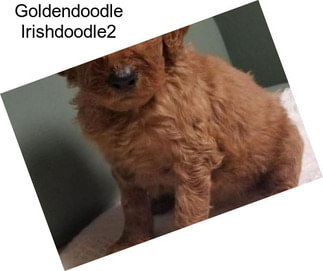 Goldendoodle Irishdoodle2