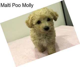 Malti Poo Molly