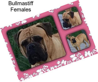 Bullmastiff Females