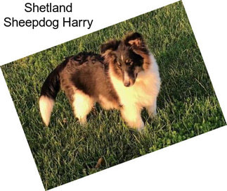Shetland Sheepdog Harry