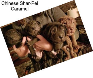 Chinese Shar-Pei Caramel