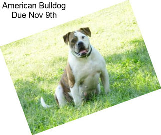 American Bulldog Due Nov 9th