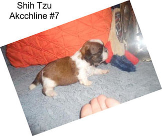 Shih Tzu Akcchline #7