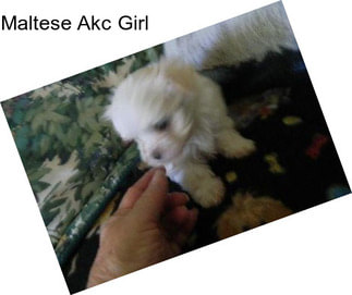 Maltese Akc Girl