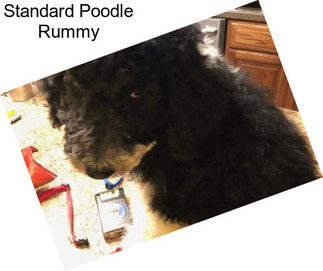 Standard Poodle Rummy