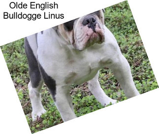 Olde English Bulldogge Linus