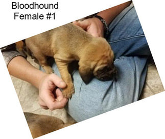 Bloodhound Female #1