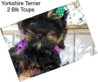 Yorkshire Terrier 2 Blk Tcups