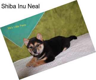 Shiba Inu Neal