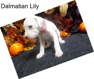 Dalmatian Lily