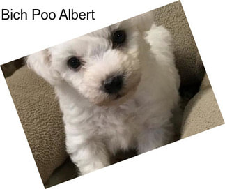 Bich Poo Albert