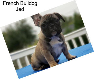 French Bulldog Jed