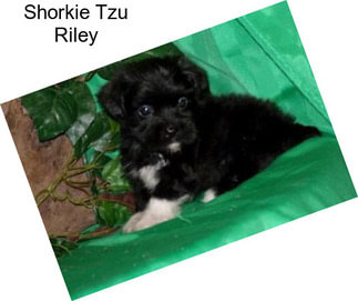 Shorkie Tzu Riley