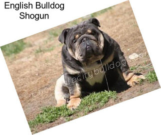 English Bulldog Shogun