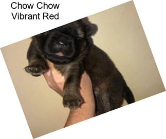 Chow Chow Vibrant Red