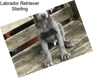 Labrador Retriever Sterling