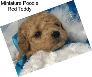 Miniature Poodle Red Teddy