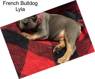 French Bulldog Lyla
