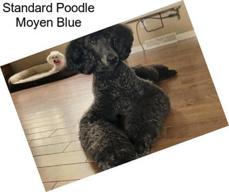 Standard Poodle Moyen Blue